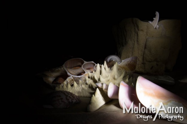 Malorie Aaron, Dave Black, Light painting, Caryn Esplin, BYU-Idaho, Sky Mountain Lodge, Victor Idaho, seashells, sea sponge, coral, shells