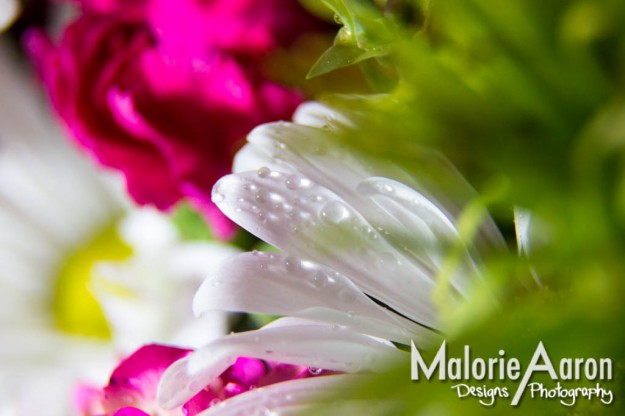 Malorie Aaron, Malorie Aaron Photography and Design, Macro, macro, nature photography, dandelion, fluffies, Flowers, Sky Mountain Lodge, Rexburg, idaho