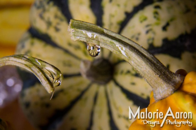 Malorie Aaron, Malorie Aaron Photography and Design, Macro, macro, product, fruit and veggie, squash, vegetables, water drop, Sky Mountain Lodge 