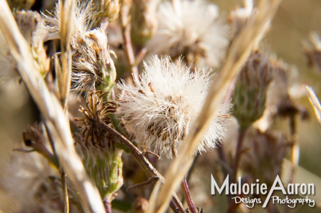 Malorie Aaron, Malorie Aaron Photography and Design, Macro, macro, nature photography, dandelion, fluffies, Sky Mountain Lodge 