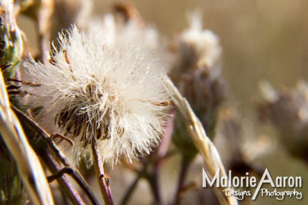 Malorie Aaron, Malorie Aaron Photography and Design, Macro, macro, nature photography, dandelion, fluffies, Sky Mountain Lodge 