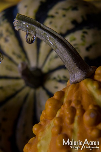 Malorie Aaron, Malorie Aaron Photography and Design, Water drops, Macro, photography, Sky Mountain Lodge, Wyoming, Rexburg Idaho, Up close, squash, fall