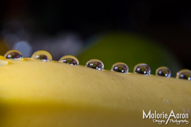 Malorie Aaron, Malorie Aaron Photography and Design, Water drops, Macro, photography, Sky Mountain Lodge, Wyoming, Rexburg Idaho, Up close, fruit, bannana, apple