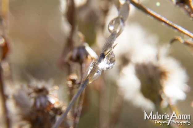 Malorie Aaron, Malorie Aaron Photography and Design, Water drops, Macro, photography, Wheat, Field, Fall, Autumn, Sky Mountain Lodge, Wyoming, Rexburg Idaho, Up close