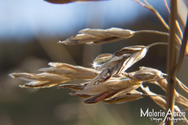 Malorie Aaron, Malorie Aaron Photography and Design, Water drops, Macro, photography, Wheat, Field, Fall, Autumn, Sky Mountain Lodge, Wyoming, Rexburg Idaho, Up close