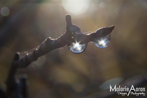 Malorie Aaron, Malorie Aaron Photography and Design, Water drops, Macro, photography, Sky Mountain Lodge, Wyoming, Rexburg Idaho, Up close