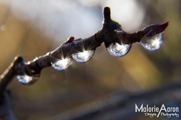 Malorie Aaron, Malorie Aaron Photography and Design, Water drops, Macro, photography, Sky Mountain Lodge, Wyoming, Rexburg Idaho, Up close