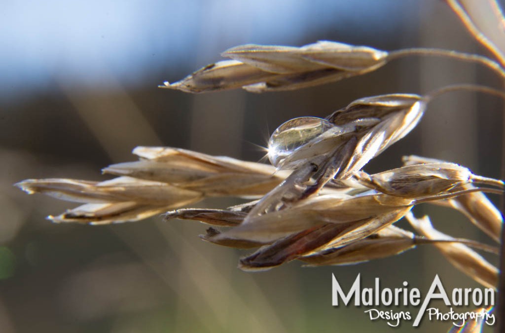 Malorie Aaron, Malorie Aaron Photography and Design, Water drops, Macro, photography, Wheat, Field, Fall, Autumn, Sky Mountain Lodge, Wyoming, Rexburg Idaho, Up close