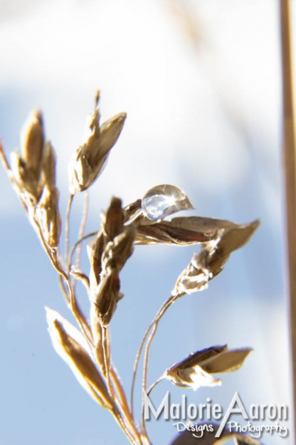 Malorie Aaron, Malorie Aaron Photography and Design, Water drops, Macro, photography, Wheat, Field, Fall, Autumn, Sky Mountain Lodge, Wyoming, Rexburg Idaho, Up close