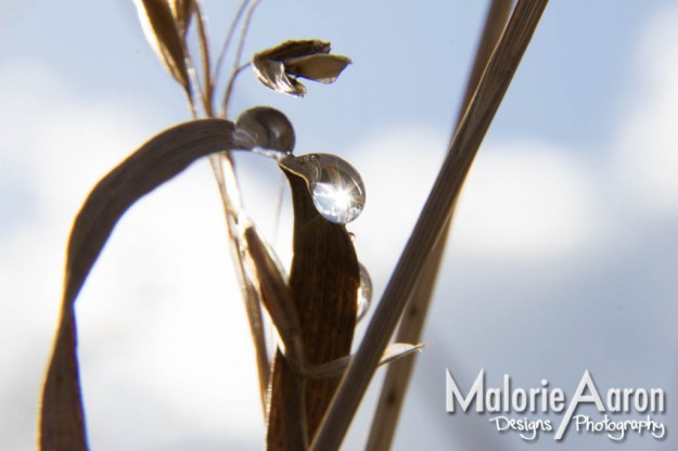 Malorie Aaron, Malorie Aaron Photography and Design, Water drops, Macro, photography, Wheat, Field, Fall, Autumn, Sky Mountain Lodge, Wyoming, Rexburg Idaho, Up close