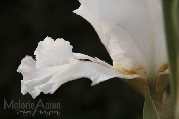 Blog_White-Orchid