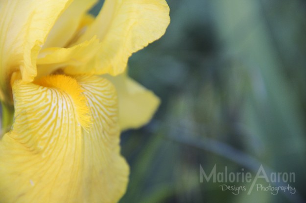 Blog_Yellow-Orchid