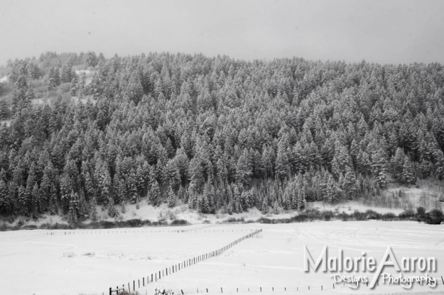 MalorieAaron, photography, winter, lightPainting, light, painting, snow, pineTrees, trees, white, blanket, fluffy, gorgeous, cabins, wy, Afton, Wyoming, mountains, ice