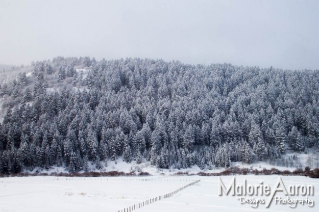 MalorieAaron, photography, winter, lightPainting, light, painting, snow, pineTrees, trees, white, blanket, fluffy, gorgeous, cabins, wy, Afton, Wyoming, mountains, ice