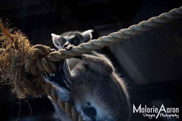 MalorieAaron, South-Carolina-Aquarium, Charleston, Harbor, cooper, river,bridge, animals, cool, place-to-go, Charleston, southCarolina