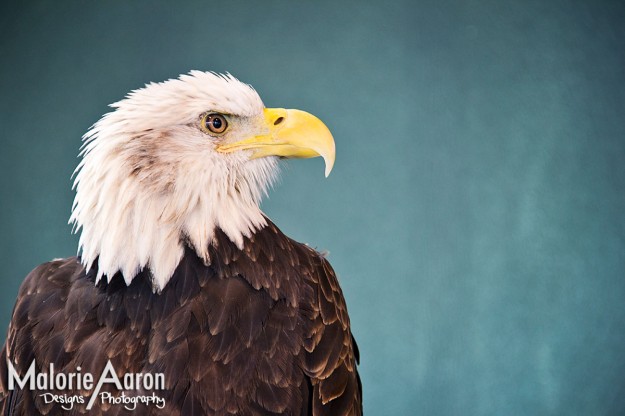 MalorieAaron, South-Carolina-Aquarium, Charleston, Harbor, cooper, river,bridge, animals, cool, place-to-go, Charleston, southCarolina-bald-eagle