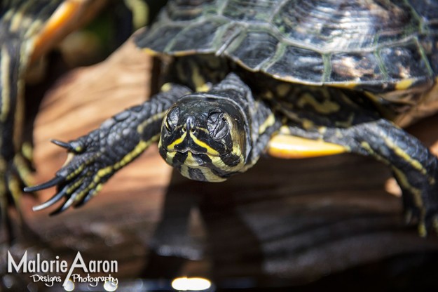 MalorieAaron, South-Carolina-Aquarium, Charleston, Harbor, cooper, river,bridge, animals, cool, place-to-go, Charleston, southCarolina-turtle