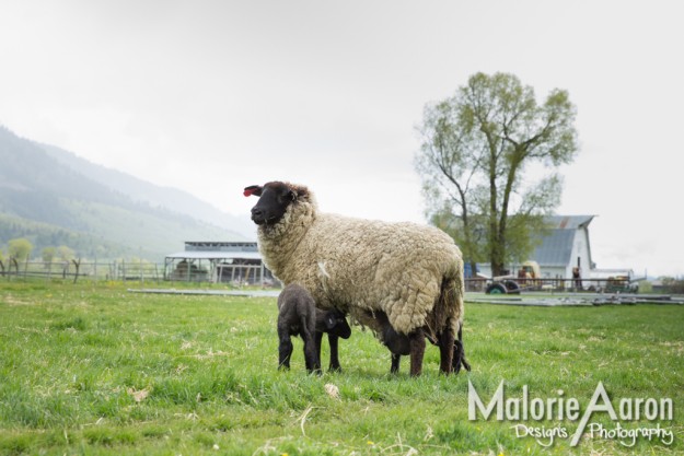 MalorieAaron, Wyoming, spring, lambs, black, sheep, baby, mother's, day, cards, adorable