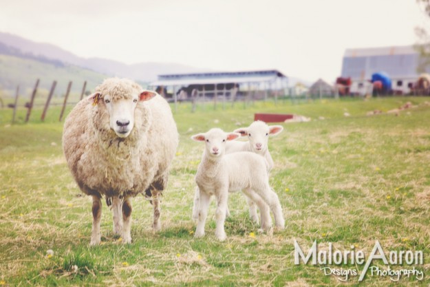 MalorieAaron, Wyoming, spring, lambs, sheep, baby, mother's, day, cards, adorable