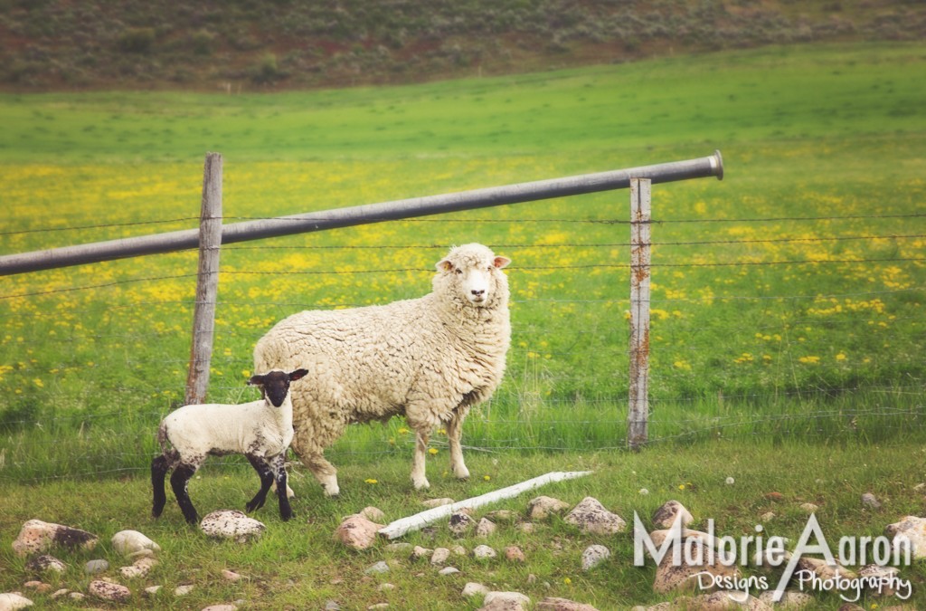 MalorieAaron, Wyoming, spring, lambs, sheep, baby, mother's, day, cards, adorable